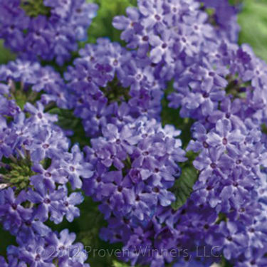Verbena Superbena&reg; Royale Chambray