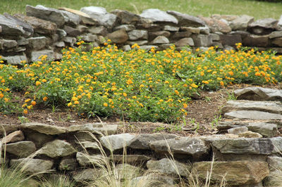 Lantana Bandana® Lemon Zest