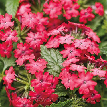 Verbena Superbena® Royale Iced Cherry