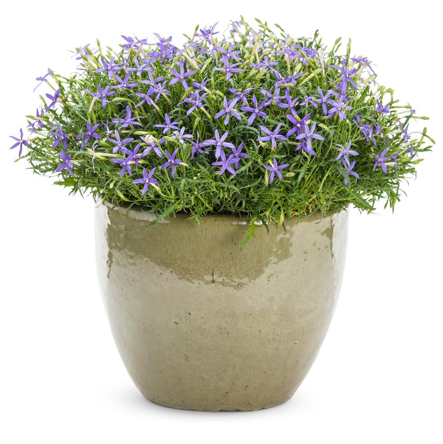 Laurentia Beth's Blue&reg;