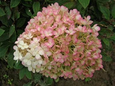 Hydrangea paniculata Bobo®