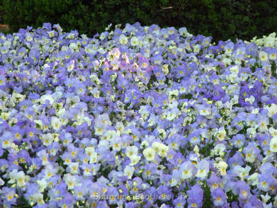 Pansy Cool Wave® Frost