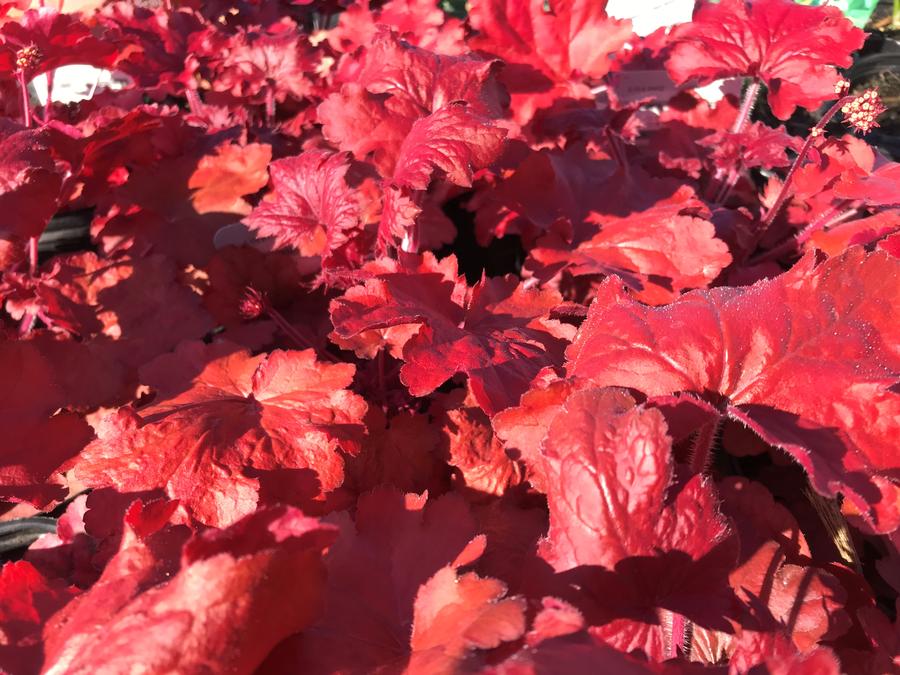 Heuchera 'Fire Alarm'