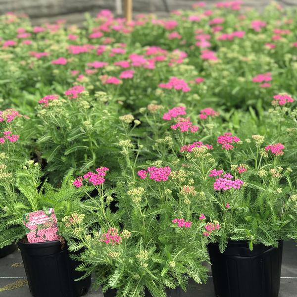 Achillea millefolium 'Pink Grapefruit'