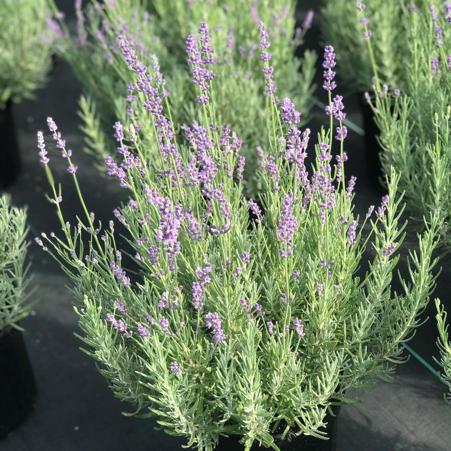 Lavandula angustifolia 'Munstead Strain'