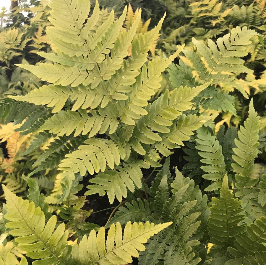 Dryopteris erythrosora 'Brilliance'