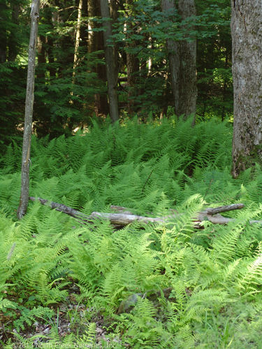 Dennstaedtia punctilobula 