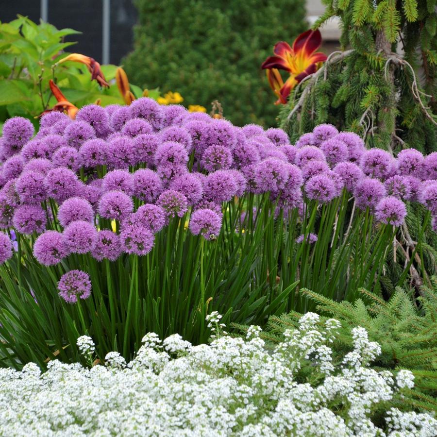 Allium 'Millenium'