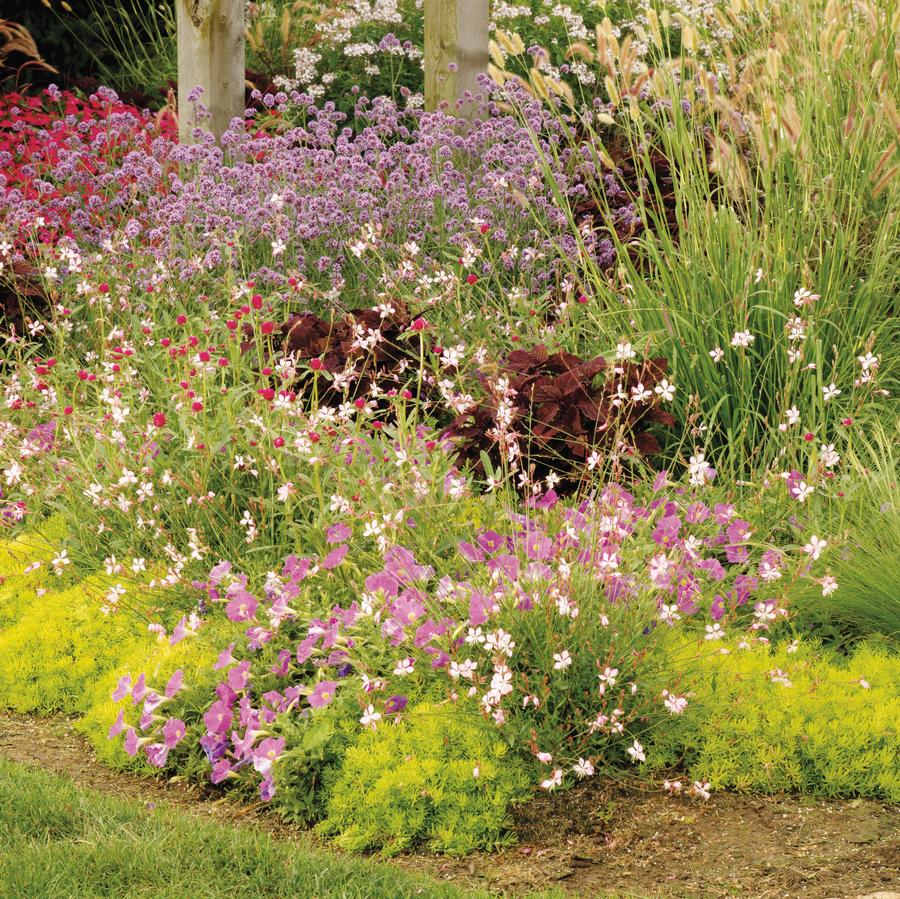 Cleome Senorita Blanca™