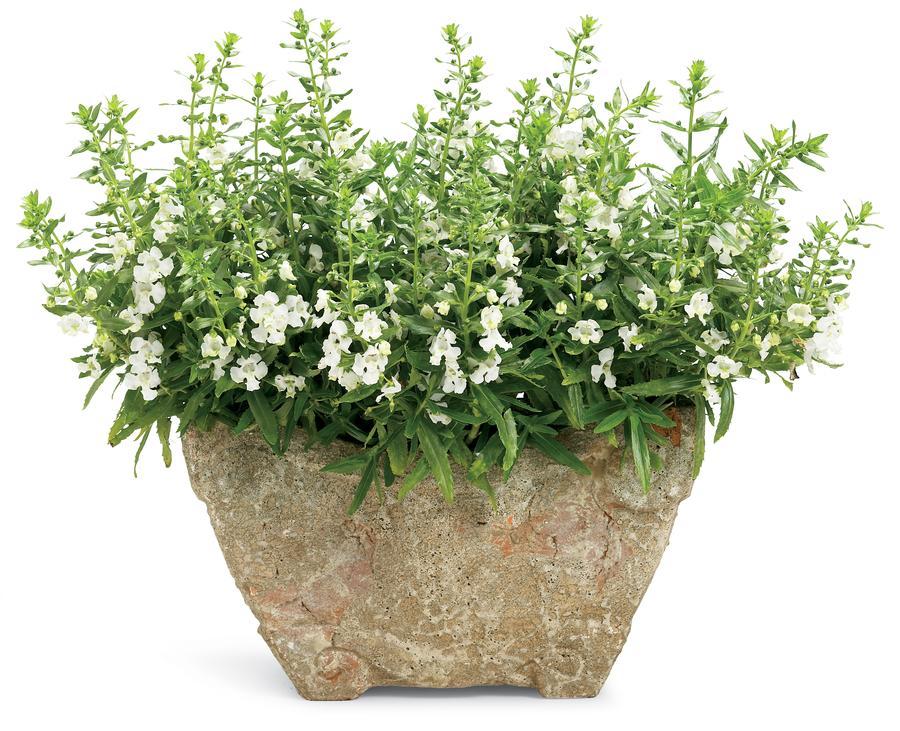 Angelonia Angelface® White