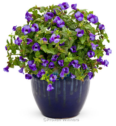 Torenia Summer Wave® Blue