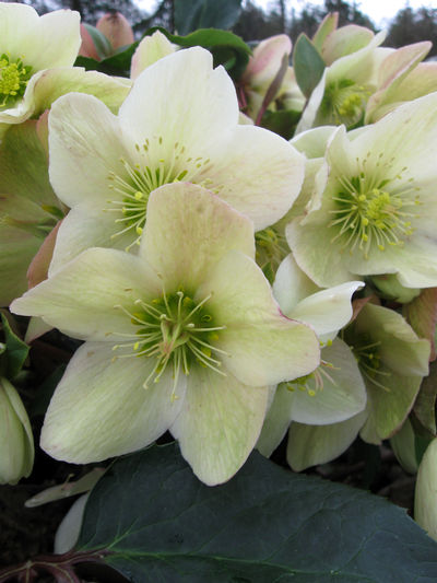 Helleborus Helleborus Gold Collection® Champion