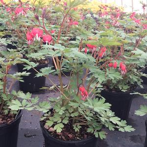 Dicentra spectabilis Valentine®