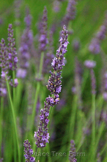 Lavandula x intermedia 'Phenomenal'