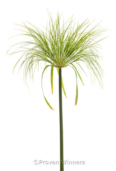 Cyperus papyrus Graceful Grasses® 'King Tut®'