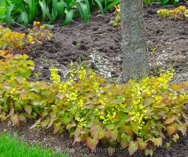 Epimedium x perralchicum 'Frohnleiten'