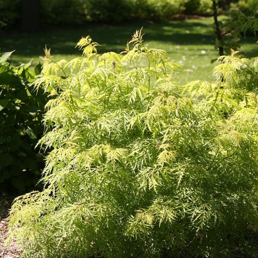 Sambucus racemosa Lemony Lace®