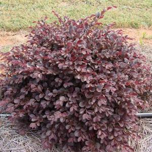 Loropetalum chinense var. rubrum Crimson Fire™