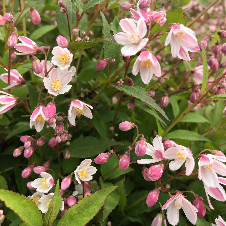 Deutzia Yuki Cherry Blossom®