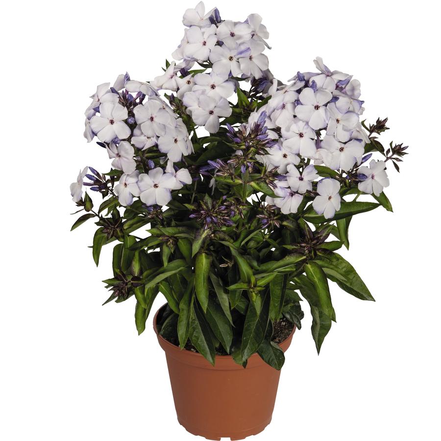 Phlox paniculata Flame® Blue