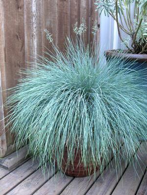 Festuca glauca Beyond Blue™