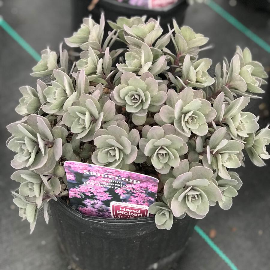 Sedum SunSparkler® 'Dazzleberry'