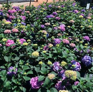 Hydrangea macrophylla BloomStruck®