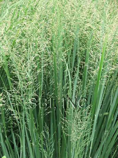 Panicum virgatum 'Northwind'