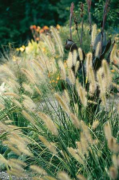 Pennisetum alopecuroides 