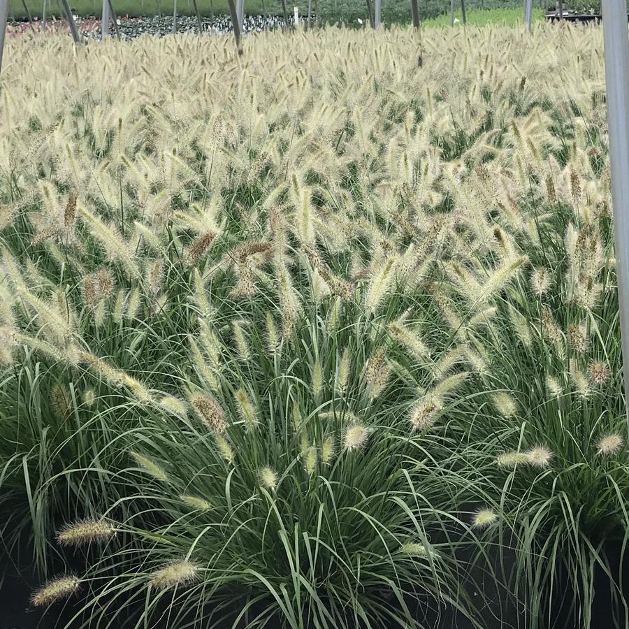 Pennisetum alopecuroides 'Cassian'
