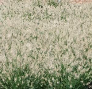 Pennisetum alopecuroides 'Hameln'