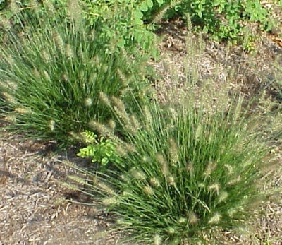 Pennisetum alopecuroides 'Little Bunny'