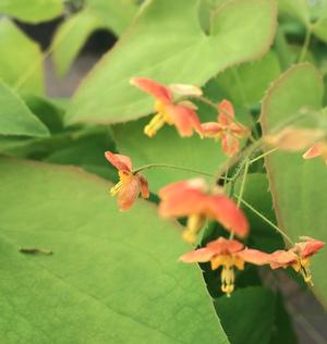 Epimedium x warleyense 'Orange Queen'