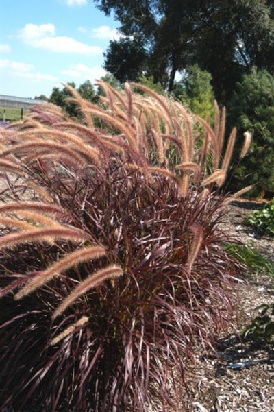 Pennisetum setaceum 'Rubrum'