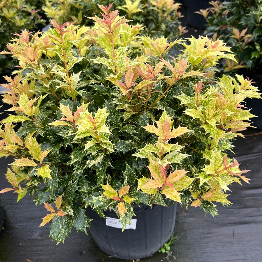 Osmanthus heterophyllus 'Goshiki'