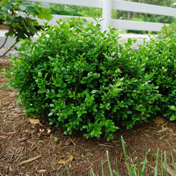 Buxus microphylla 'Little Missy'