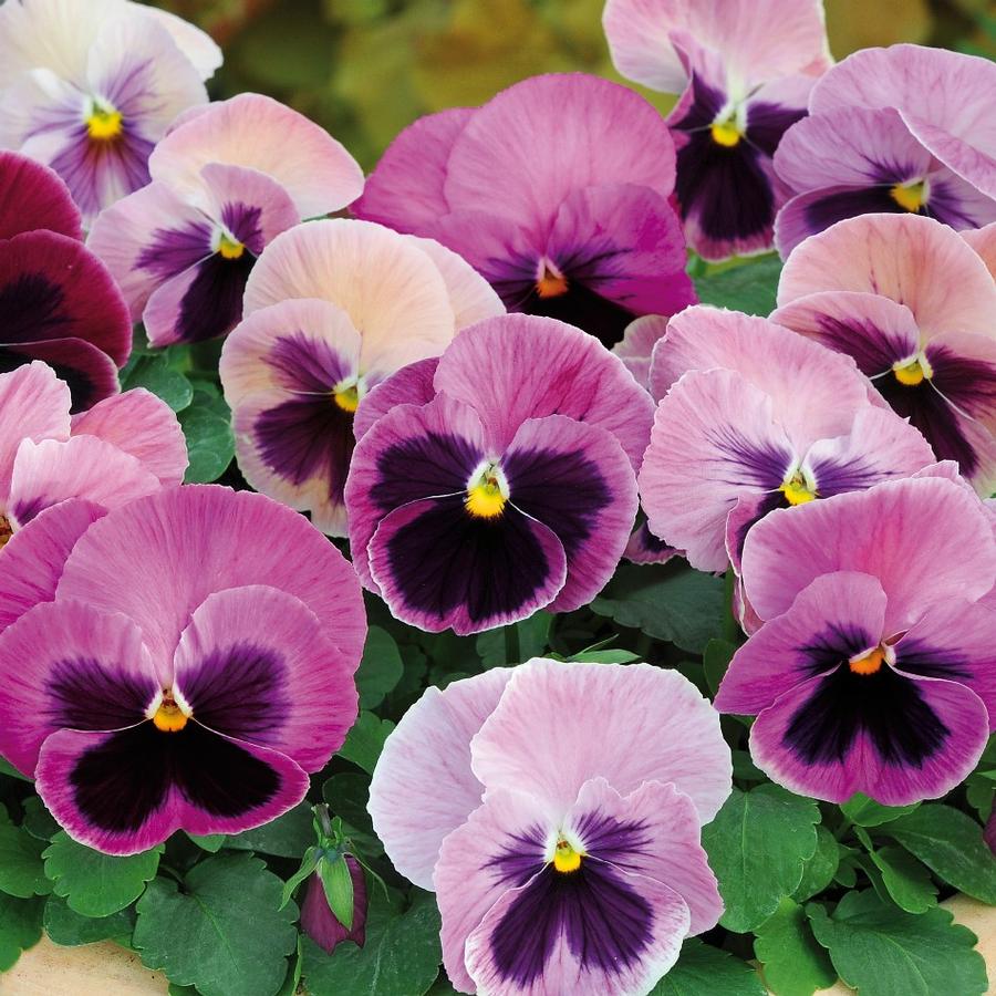 Pansy Matrix&reg; Pink Shades