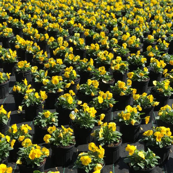 Pansy Matrix® Yellow