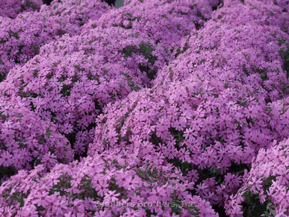 Phlox subulata 'Fort Hill'