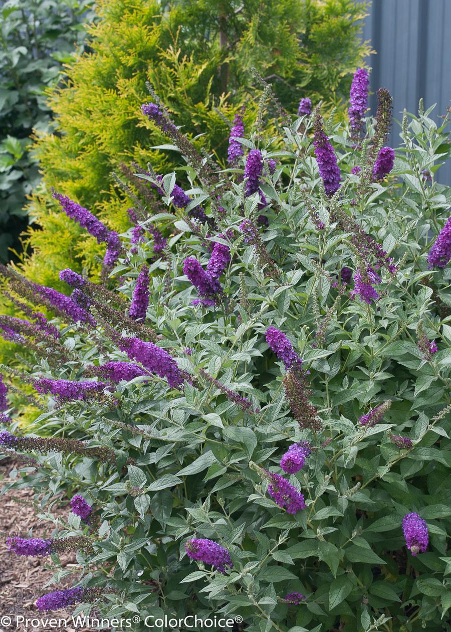 Buddleia x 'Miss Violet'