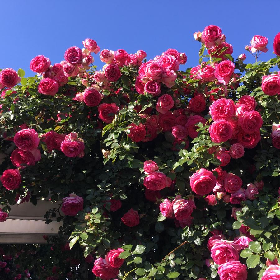 Rose Climber Pretty In Pink Eden Climber®