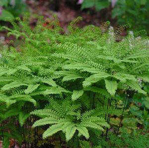 Adiantum pedatum 