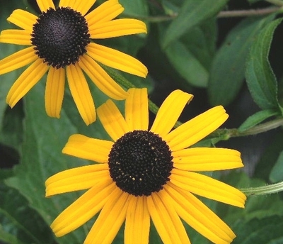 Rudbeckia fulgida 'Goldsturm'