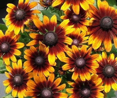 Rudbeckia hirta 'Autumn Colors'