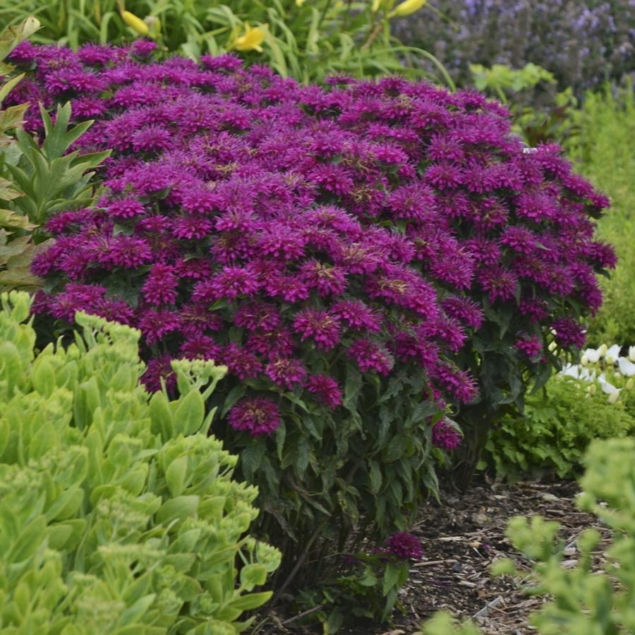 Monarda Sugar Buzz® Grape Gumball