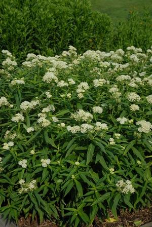 Asclepias incarnata Ice Ballet