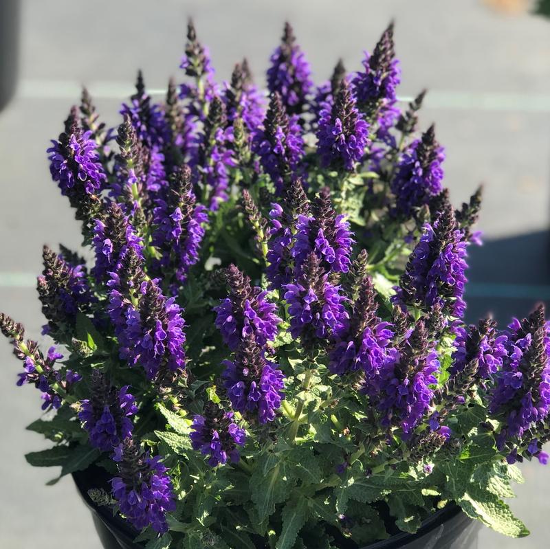 Salvia nemerosa Marcus&trade;