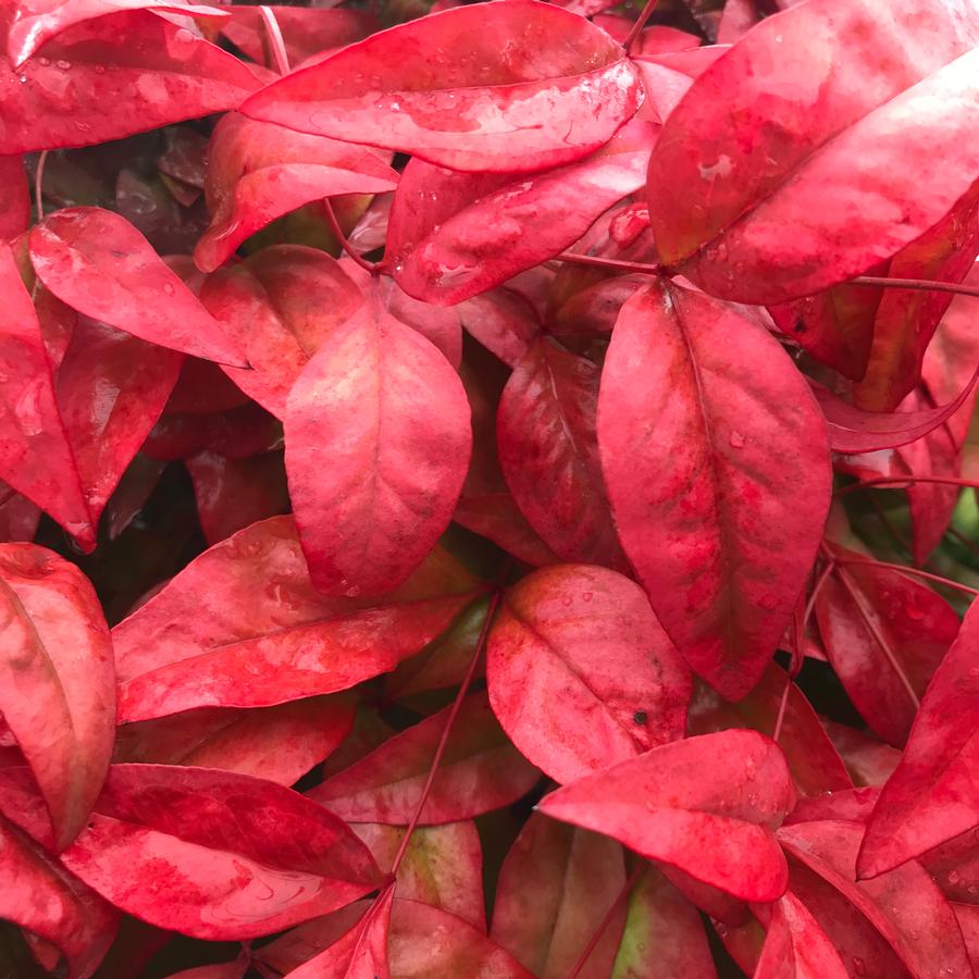 Nandina domestica Blush Pink™