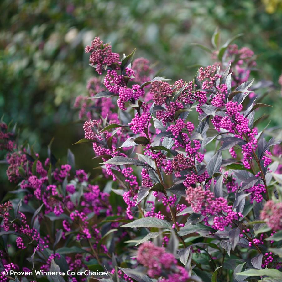 Callicarpa x Pearl Glam®