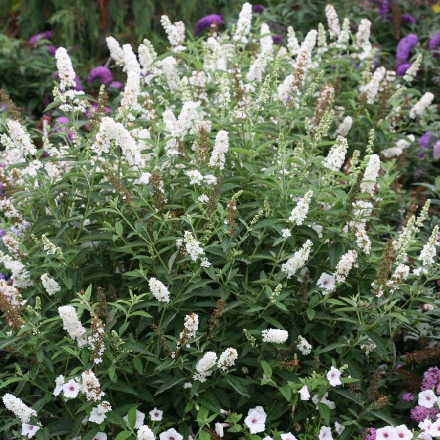 Buddleia 'Miss Pearl'